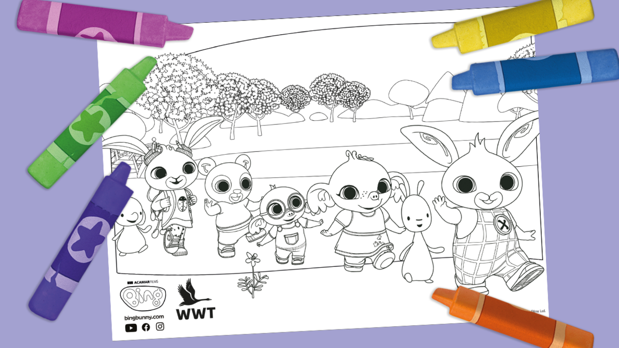 Bing at WWT Colouring In