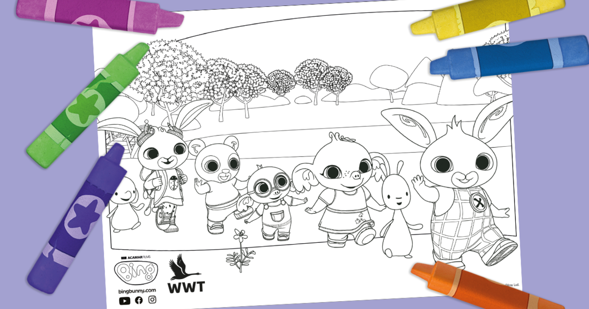 Bing's Nature Explorers at WWT Colouring In Sheet | Bing Bunny